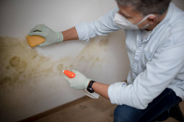 Best Commercial Mold Removal  in Aurora, NE
